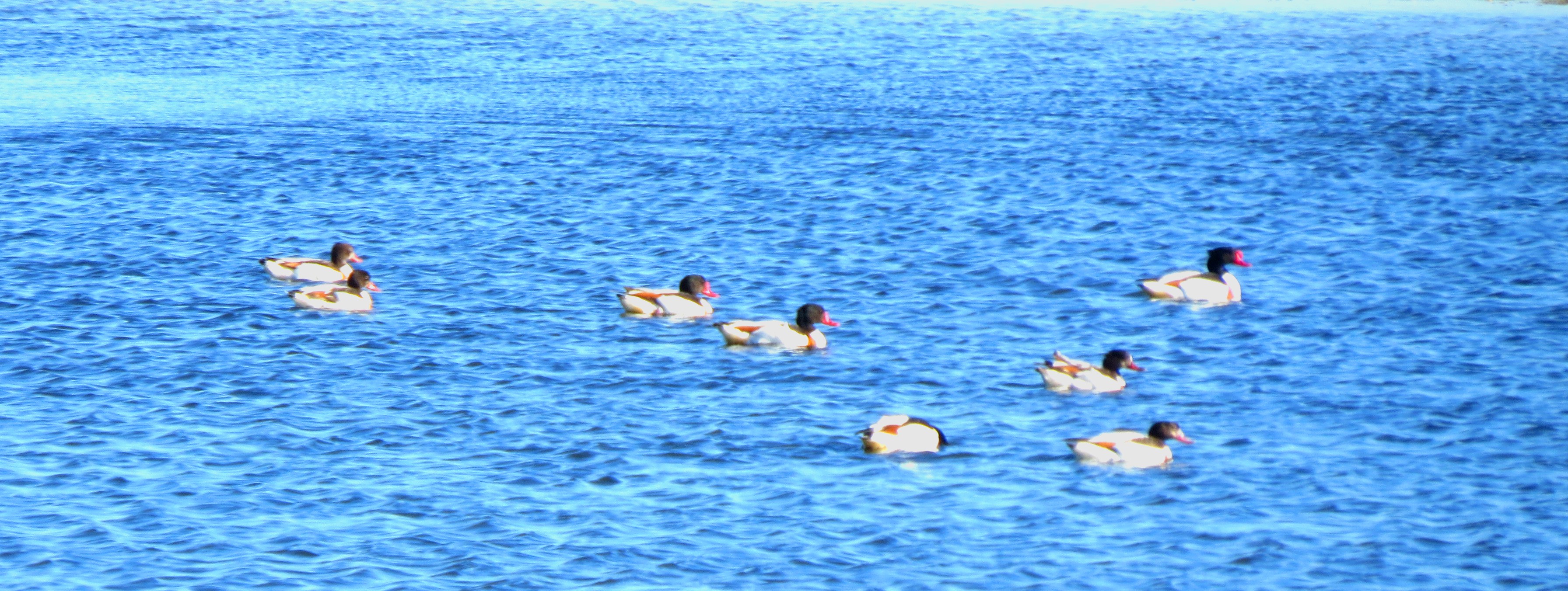 內(nèi)蒙古額吉淖爾制鹽有限公司溶鹽制鹵原鹽采掘中標(biāo)公示